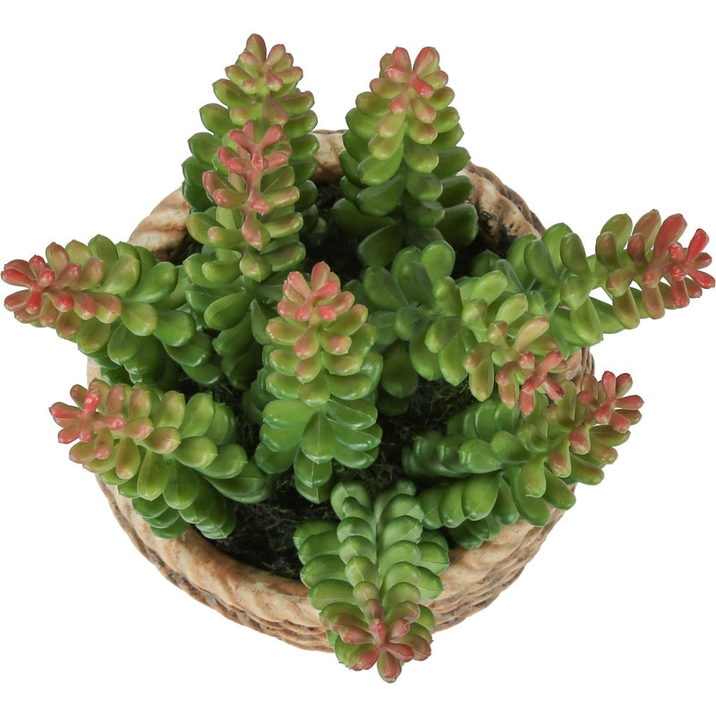 Artificial Succulent, Table Decor (Set of 2) - Green / Light Brown - Plastic